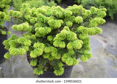 Balsam Fir 'Nana' (Abies Balsamea)