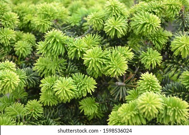 Balsam Fir 'Nana' (Abies Balsamea)