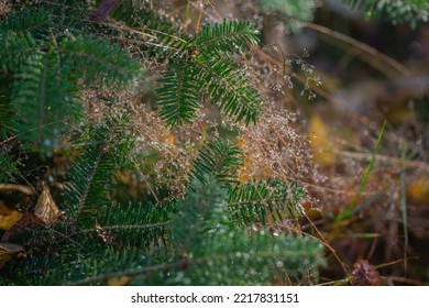 Balsam Fir In Sparkling Dew 