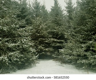 Balsam Fir In Winter