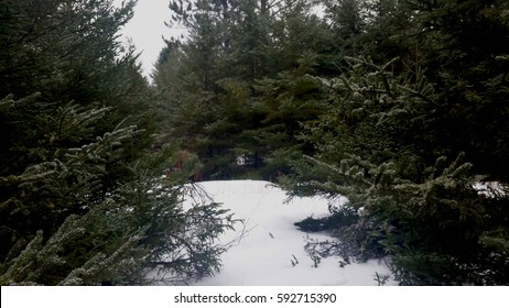 Balsam Fir In Winter