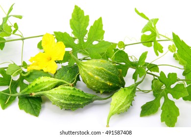 Balsam pear on white background