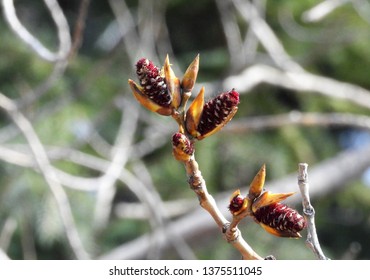 Balsam Poplar Catkins