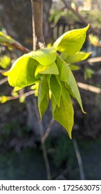 Balsam Poplar In The Garden