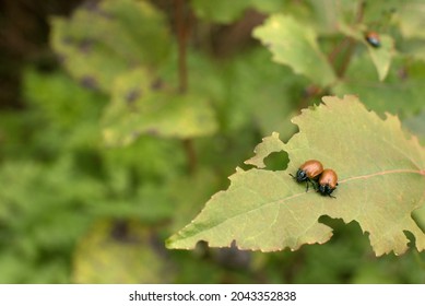 Balsam Poplar Leaf Beetles Together On A Leaf