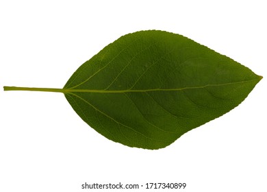 Balsam Poplar Leaf Isolated On White