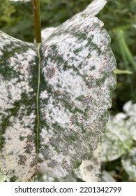 Balsam Poplar Leaves With Powdery Mildew