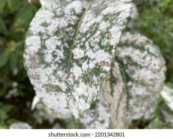 Balsam Poplar Leaves With Powdery Mildew