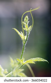 Balsampear's Green Leaves And Vine's Closeup (Momordica Charantia)