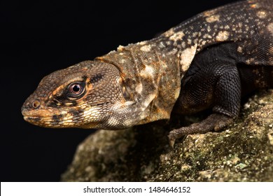 Ctenosaura Clarki の画像 写真素材 ベクター画像 Shutterstock