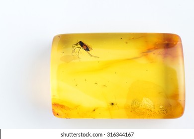 Baltic Amber With Insect