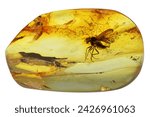 Baltic amber with snipe fly (Rhagionidae Bolbomyia) isolated on white background