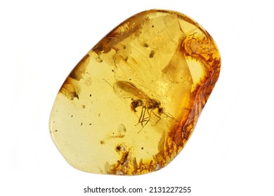 Ant amber Images, Stock Photos & Vectors | Shutterstock