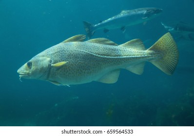 Baltic Cod Fish In Atlantic Sea Park In Alesund, Norway