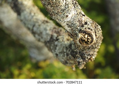 Baltic Nature. Summer Forest. A Branch Of Birch With Moss On The Bark On A Blurred Background. Moss On Birch Branches In A Summer Warm Forest. Birch Bark With Bokeh Effect. Texture Of Nature