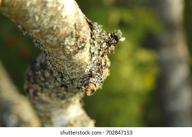 Baltic Nature. Summer Forest. A Branch Of Birch With Moss On The Bark On A Blurred Background. Macro Moss On Birch Branches In A Summer Warm Forest. Birch Bark With Bokeh Effect. Texture Of Nature