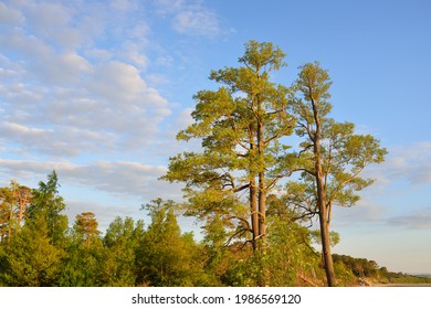 Baltic sea coast at sunset. Mighty coniferous trees against clear blue sky. Soft sunlight, golden hour. Pure nature, environmental conservation, ecology, ecotourism, hiking - Powered by Shutterstock