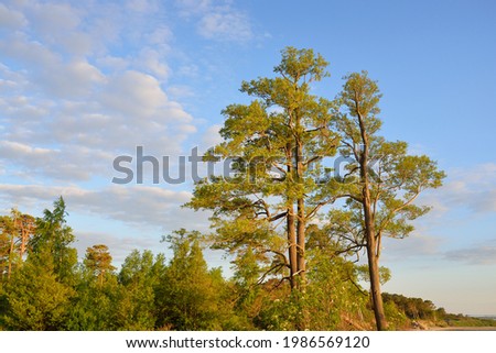 Baltic sea coast at sunset. Mighty coniferous trees against clear blue sky. Soft sunlight, golden hour. Pure nature, environmental conservation, ecology, ecotourism, hiking