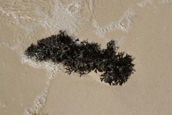 Baltic Sea Seaweed In The Beach Sand. Latvian Beach In Summer.