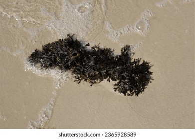 Baltic sea seaweed in the beach sand. Latvian beach in summer. - Powered by Shutterstock