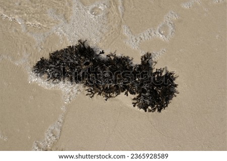 Baltic sea seaweed in the beach sand. Latvian beach in summer.
