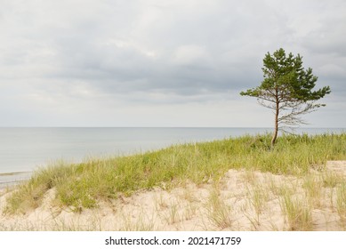 Baltic Sea Shore After The Rain. Sand Dunes, Dune Grass, Lonely Trees. Dramatic Sunset Sky, Glowing Storm Clouds, Wind. Picturesque Panoramic Scenery. Nature, Environment, Fickle Weather, Cyclone