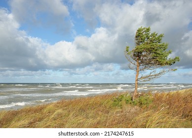 Baltic Sea Shore After The Rain. Sand Dunes, Dune Grass, Lonely Trees. Dramatic Sunset Sky, Glowing Storm Clouds, Wind. Picturesque Panoramic Scenery. Nature, Environment, Fickle Weather, Cyclone