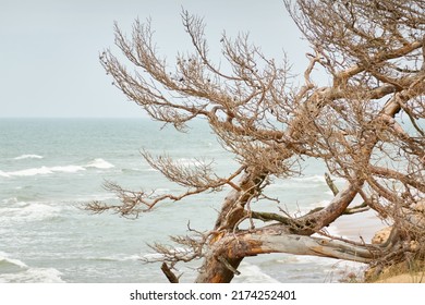 Baltic Sea Shore After The Rain. Lonely Tree Close-up.. Blue Sky, Glowing Clouds, Wind. Picturesque Scenery. Nature, Environment, Fickle Weather, Cyclone