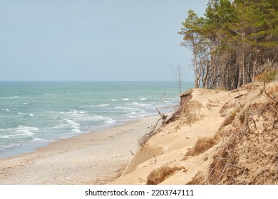 Baltic Sea Shore After The Rain. Sand Dunes, Dune Grass, Lonely Pine Trees. Blue Sky, Glowing Clouds, Wind. Picturesque Panoramic Scenery. Nature, Environment, Fickle Weather, Cyclone