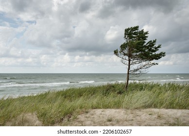 Baltic Sea Shore After The Rain. Sand Dunes, Dune Grass, Lonely Trees. Dramatic Sunset Sky, Glowing Storm Clouds, Wind. Picturesque Panoramic Scenery. Nature, Environment, Fickle Weather, Cyclone