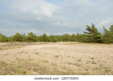 Baltic Sea Shore After The Rain. Sand Dunes, Dune Grass, Lonely Trees. Dramatic Sunset Sky, Glowing Storm Clouds, Wind. Picturesque Panoramic Scenery. Nature, Environment, Fickle Weather, Cyclone