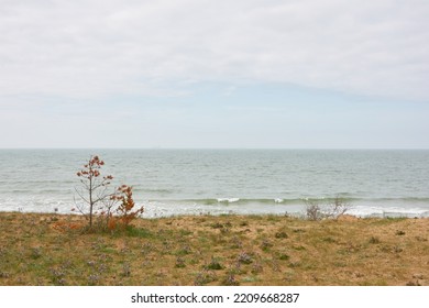 Baltic Sea Shore After The Rain. Sand Dunes, Dune Grass, Lonely Pine Trees. Blue Sky, Glowing Clouds, Wind. Picturesque Panoramic Scenery. Nature, Environment, Fickle Weather, Cyclone