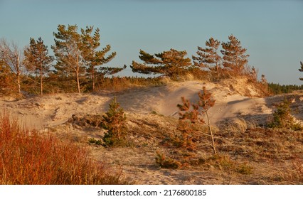 Baltic sea shore (sand dunes, beach). Evergreen pine forest, dune grass. Clear sky, glowing sunset clouds. Picturesque panoramic scenery. Nature, environment, eco tourism, hiking, exploring concept