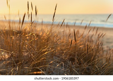 Baltic sea shore at sunset. Sand dunes, plants (Ammophila) close-up. Soft sunlight, golden hour. Environmental conservation, ecotourism, nature, seasons. Warm winter, climate change. Macrophotography - Powered by Shutterstock