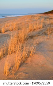 Baltic sea shore at sunset. Sand dunes, plants (Ammophila) close-up. Soft sunlight, golden hour. Environmental conservation, ecotourism, nature, seasons. Warm winter, climate change. Macrophotography