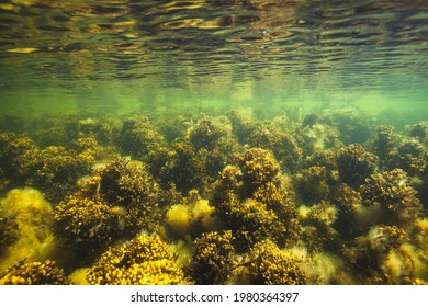 In The Baltic Sea Underwater Life