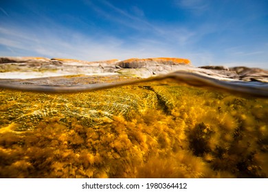 In The Baltic Sea Underwater Life