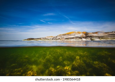 In The Baltic Sea Underwater Life