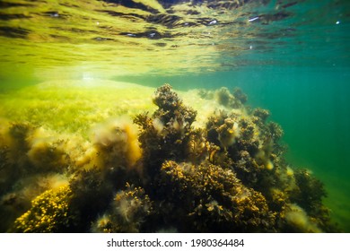 In The Baltic Sea Underwater Life