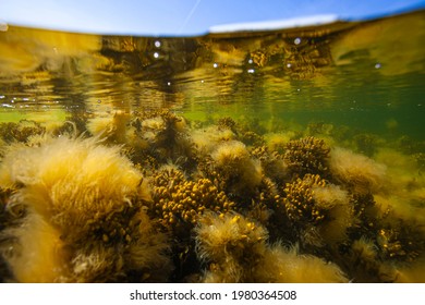 In The Baltic Sea Underwater Life