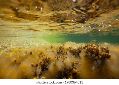 In The Baltic Sea Underwater Life