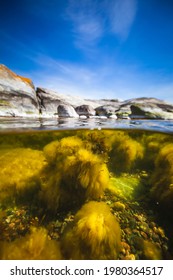 In The Baltic Sea Underwater Life