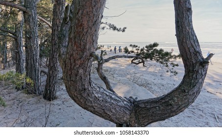The Baltic See