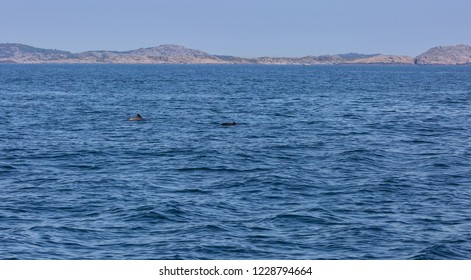 Baltic Whales. Harbour Porpoise