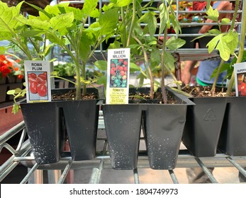 Baltimore, Maryland / US - May 10, 2020: Plastic Single Use Tray Containers Of Hybrid Tomato Plant Varieties Sweet Million And Roma Plum For Back Yard Garden