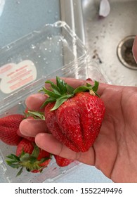 Baltimore, Maryland / US - May 23, 2019: Man holds heavy ripened organic red strawberry in their hand, showing off its freshness, very large size and deep color compliment the amazing flavor