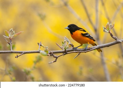 Baltimore Oriole