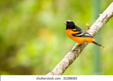 Baltimore Oriole