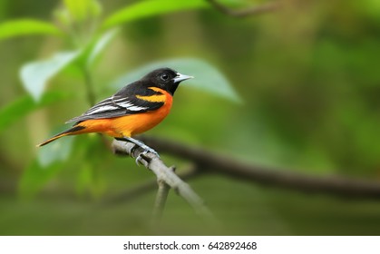 Baltimore Oriole