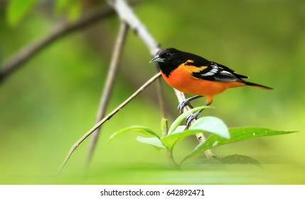 Baltimore Oriole